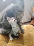 Koteczka do adopcji