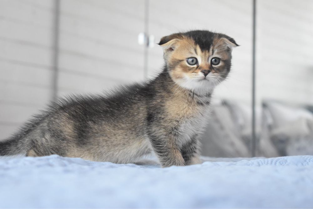 Scottish Fold golden chinchila macho