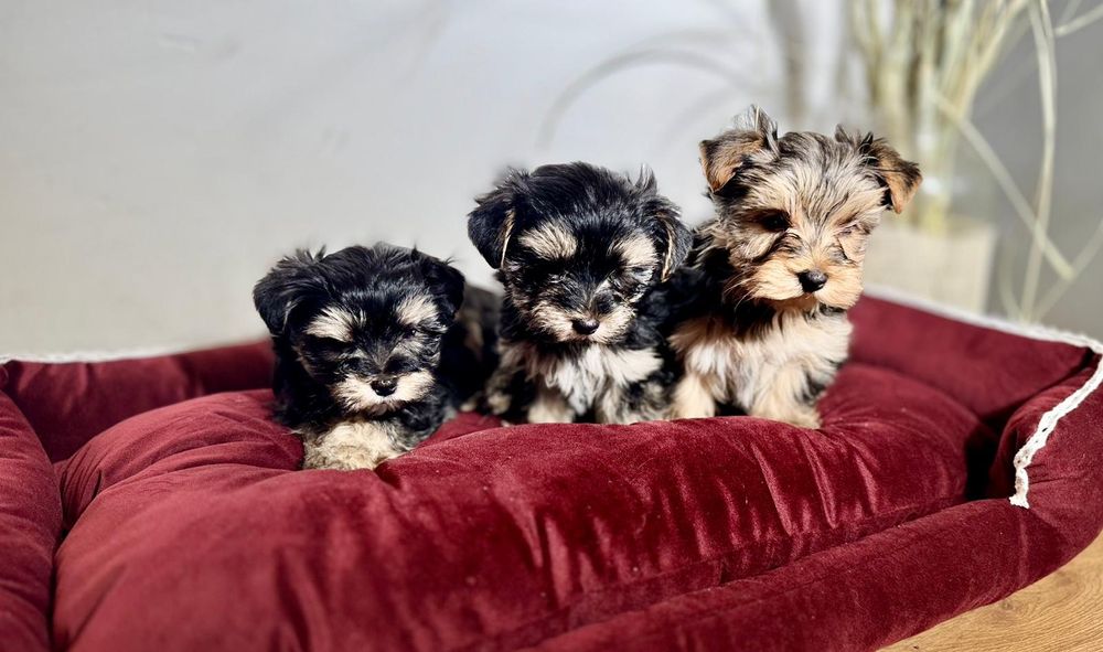 Yorkshire Terrier szczenię