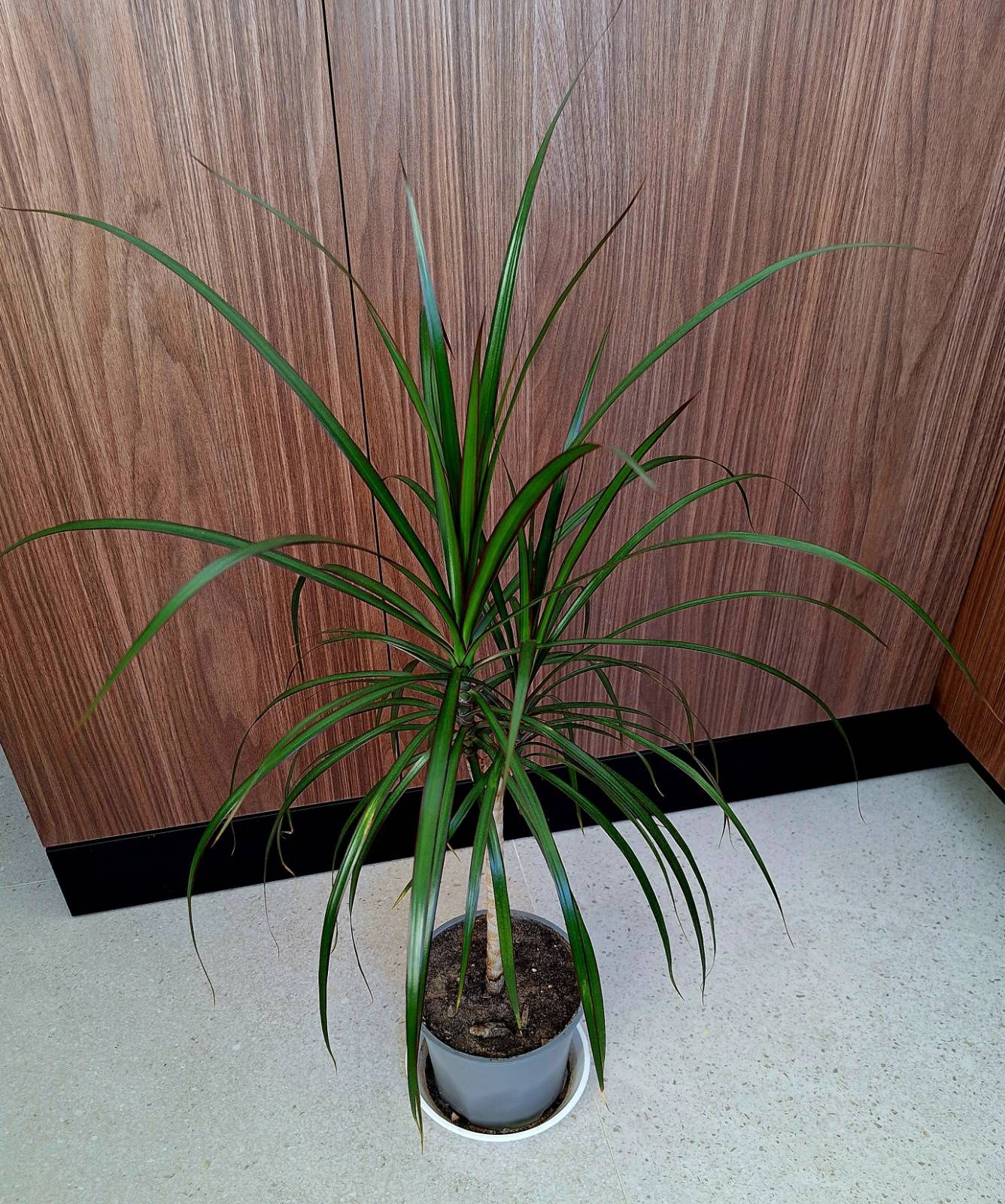 Dracena marginata
