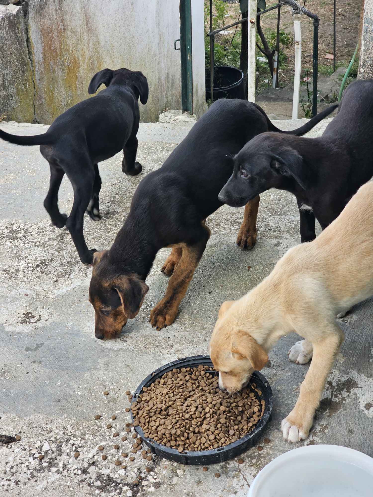 Bebes para adoçao
