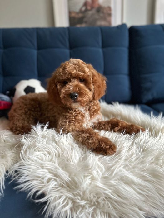 Piękny Piesek Maltipoo! Możliwy paszport!