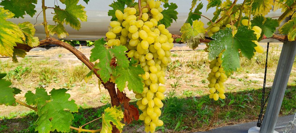 sadzonki winorosli Slawa Ukrainy