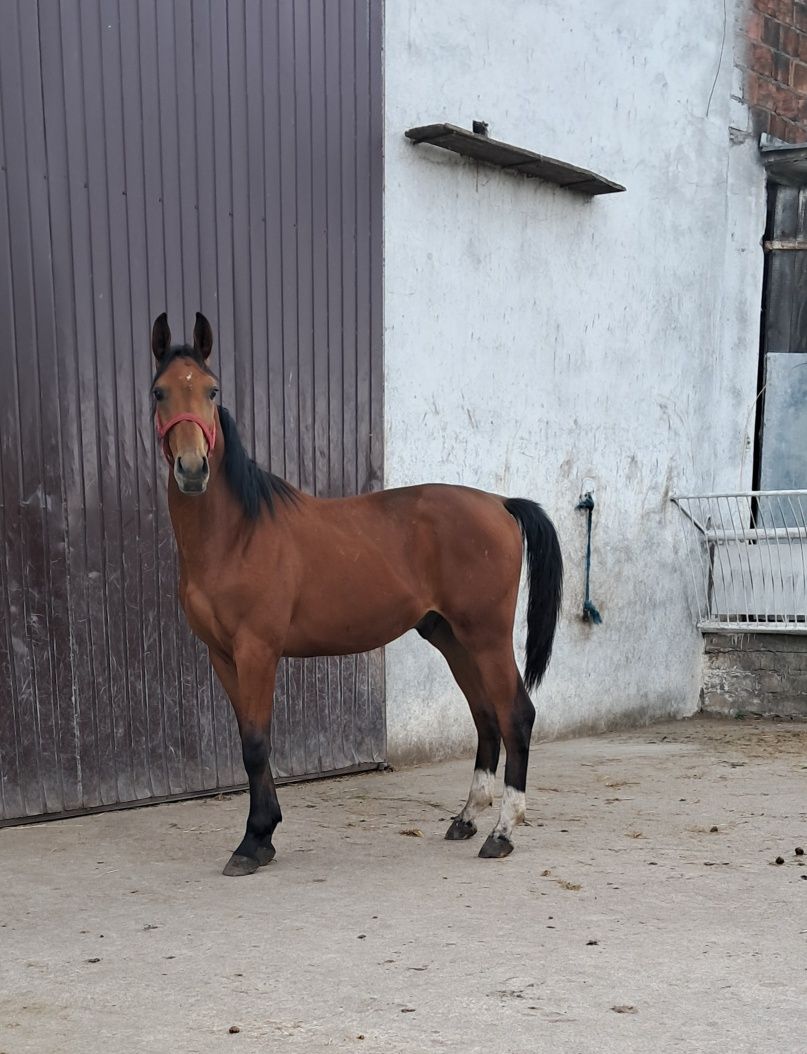 Sprzedam ogierka