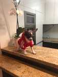 Chihuahua śliczny mały piesek foto AUTENTYCZNE