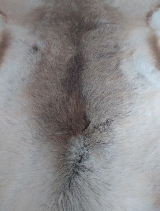 Tapete Veado Verdadeiro