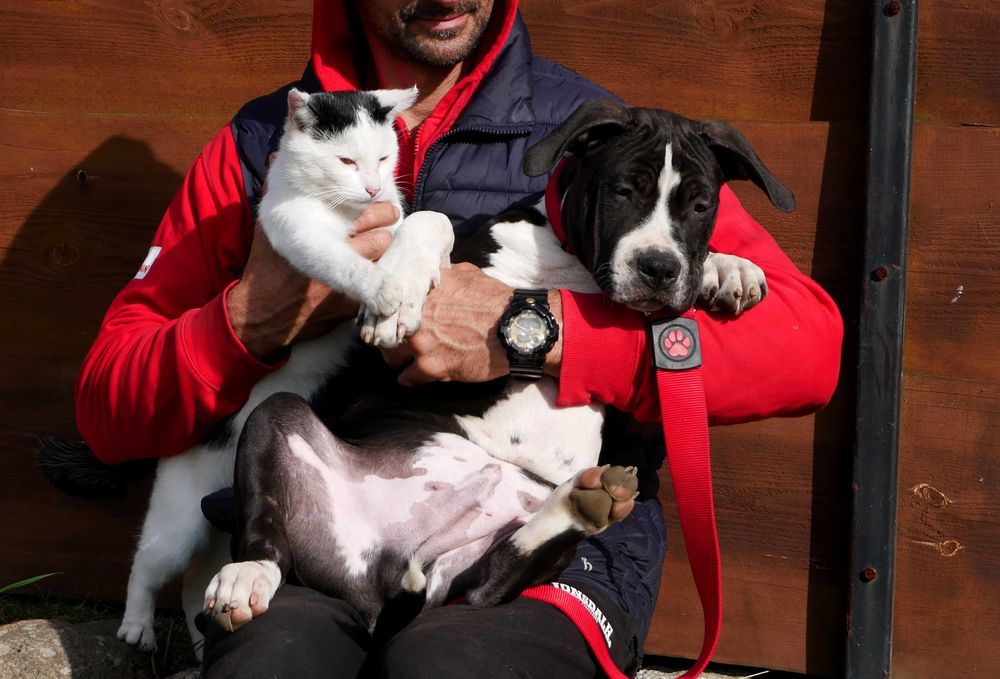 American Staffordshire Terrier ZKwP, Amstaff FCI, mocny piesek WINETOO