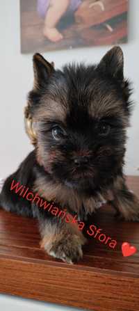 Yorkshire terrier suczka