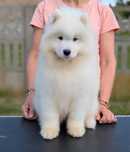 samoyed, wolna suczka, do odbioru koniec czerwca 2025, Sesto Senso FCI