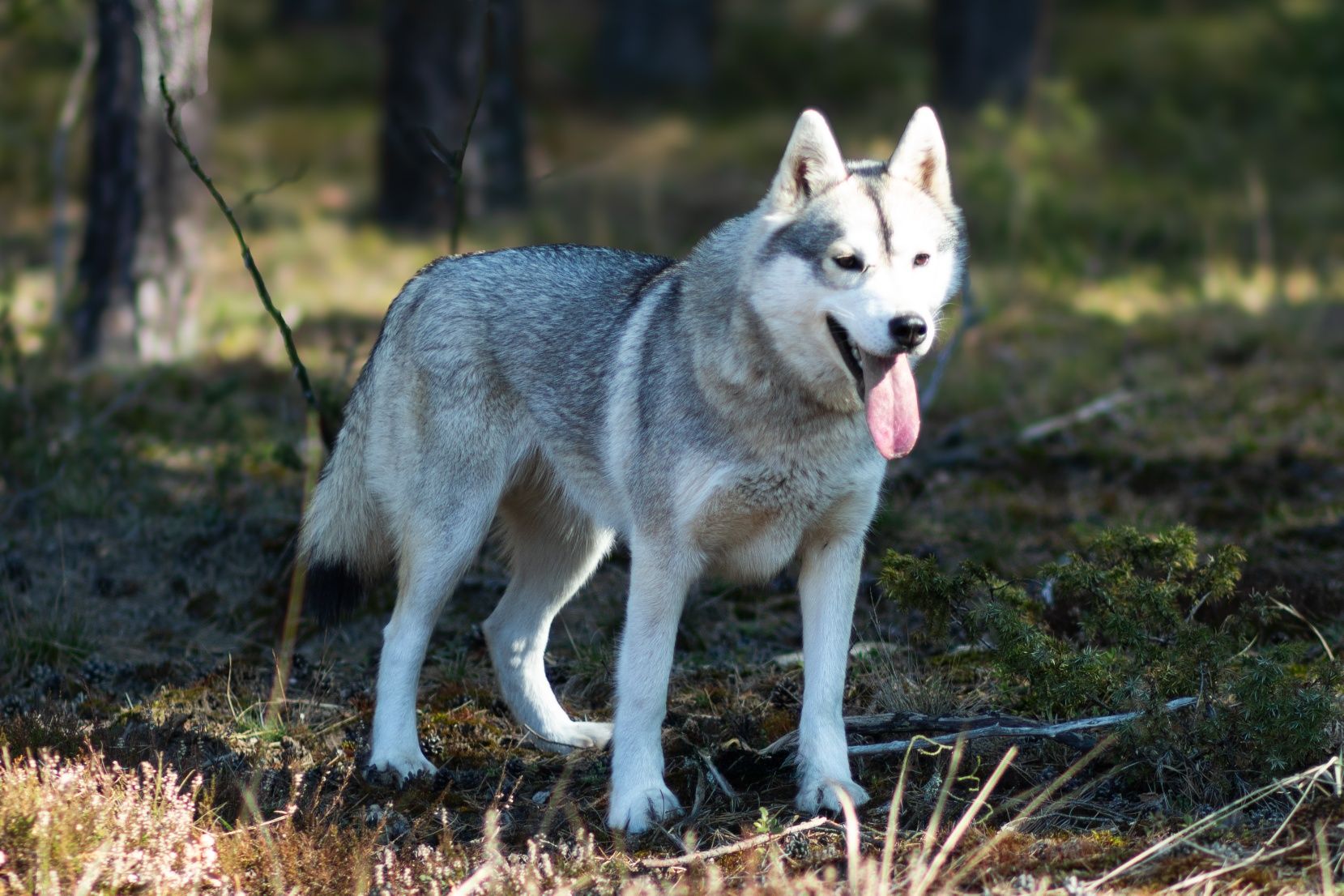 Siberian Husky FCI ZKwP - planowany miot