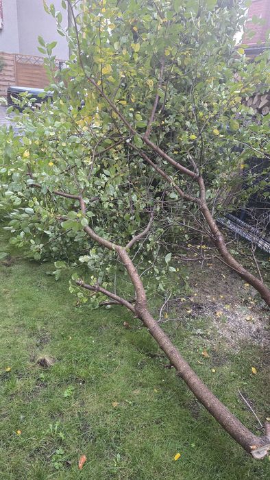 Pilnie Oddam z jabłoni i wiśni