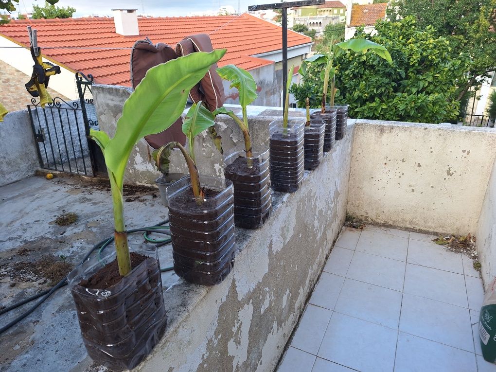 Bananeira para plantar