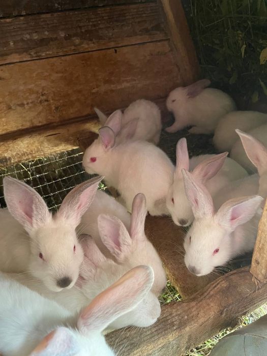 Маленькі кролики