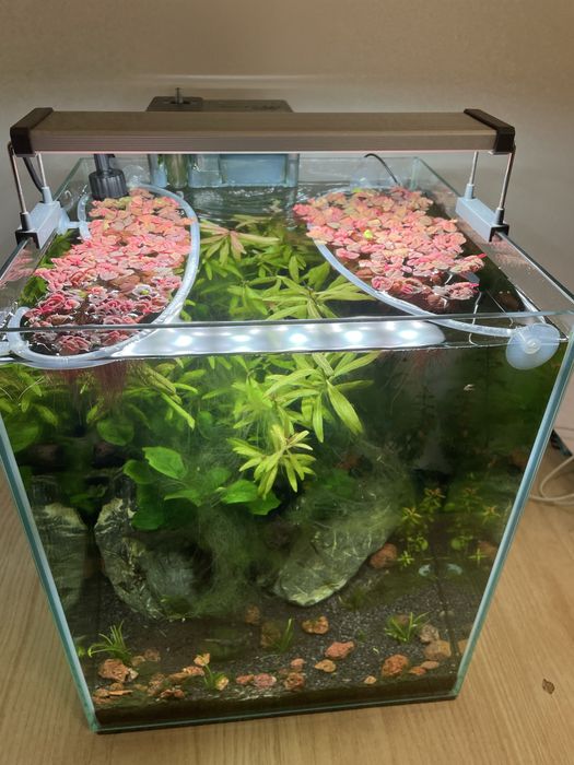 Phyllanthus fluitans (red floaters)