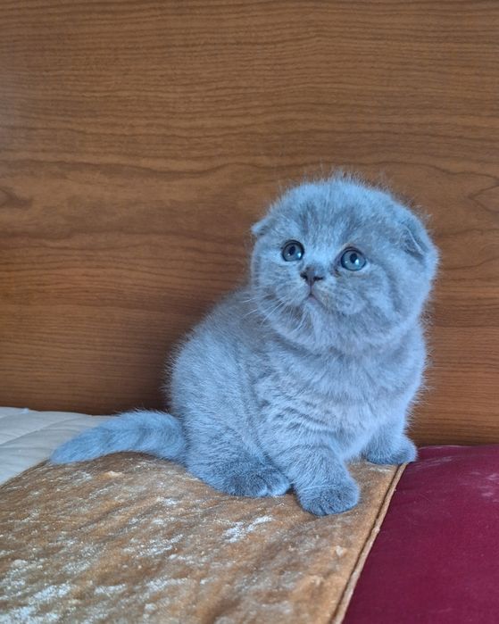 Fêmea scottish fold azul