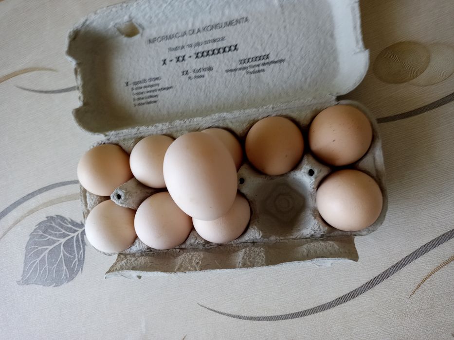 Jajka prosto od kury
