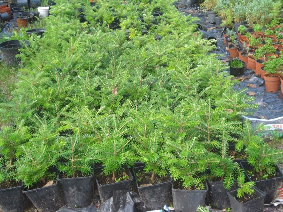 Sadzonki  jodeł - daglezji w doniczkach wys -50 - 70 cm i większe