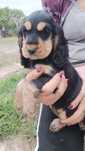 Cocker spaniel angielski