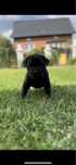 Suczka rasy bandog( nie cane corso, amstaff)