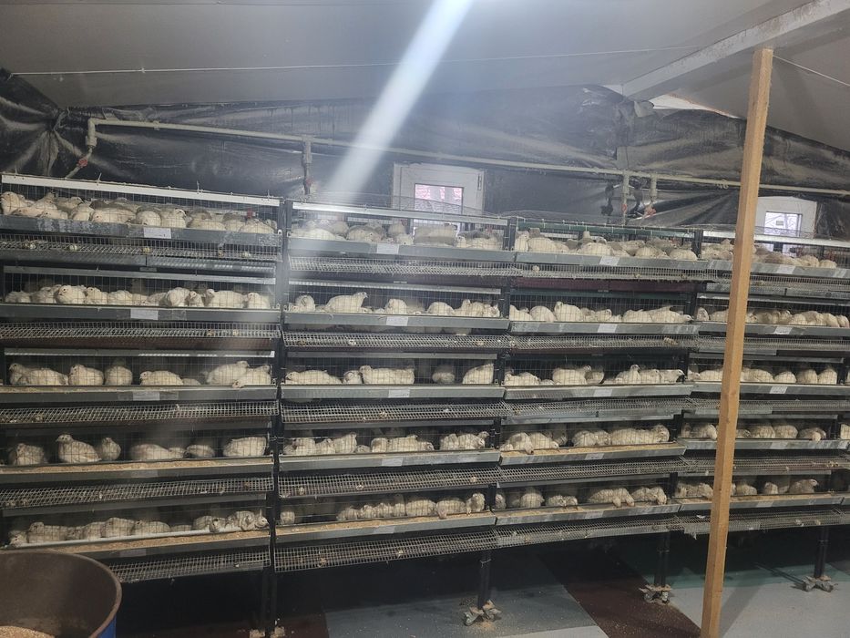 Інкубаційні яйця, жива птиця перепелів!