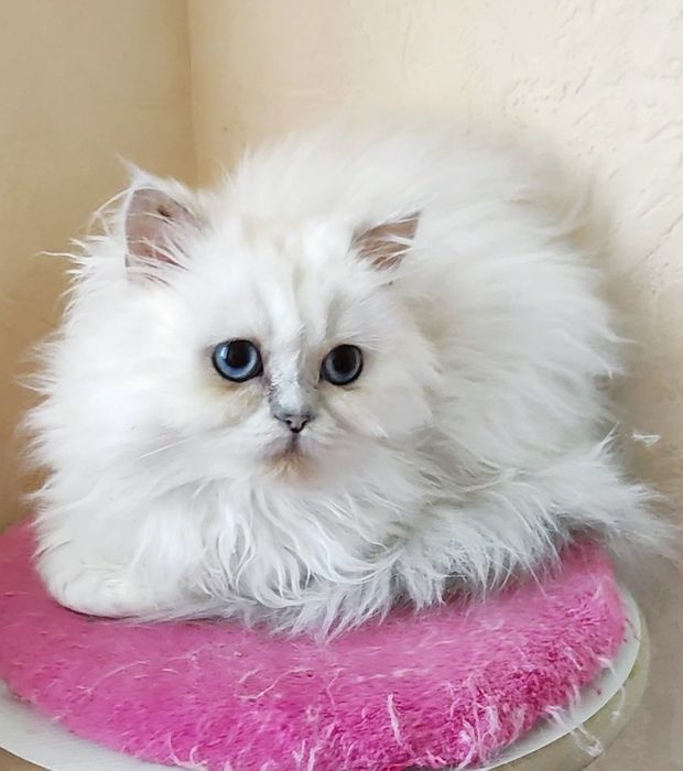 Мальчик шиншиллка поинт