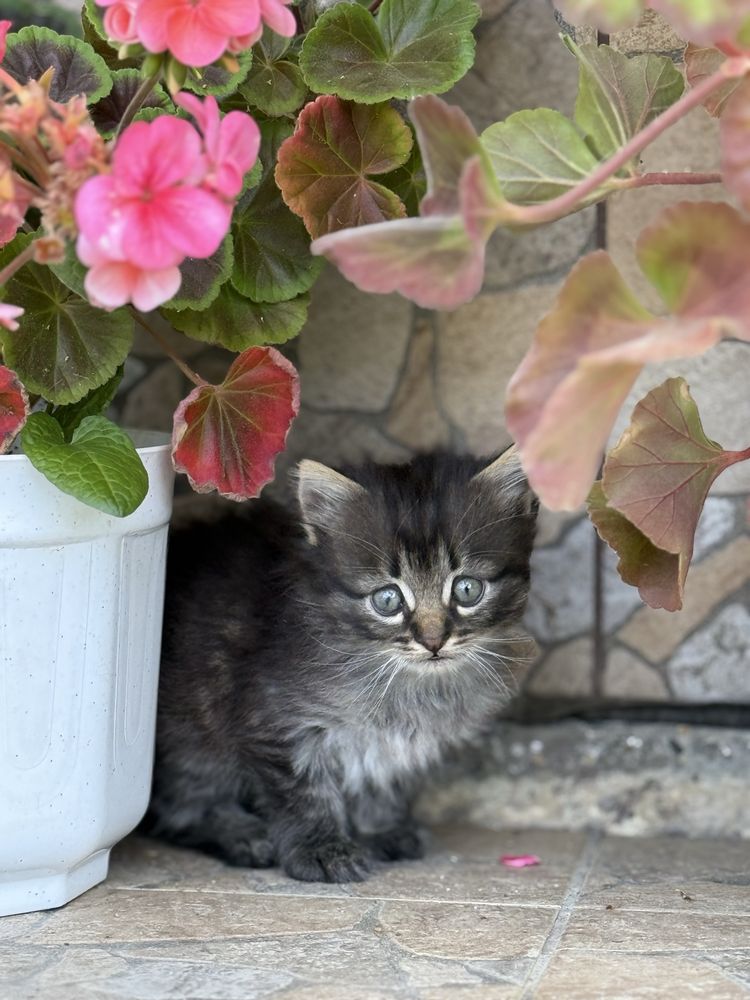 Віддам в добрі руки кошенят