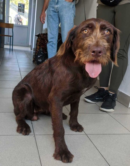 FILIPINKA-adoptuj psa z Lubelskiego schroniska