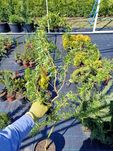 Ива Матсудана,Salix Matsudana C5 ,h 1,6 -1,8м.
