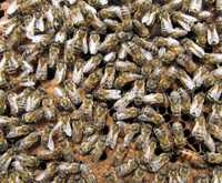 Продам пчел, отводки пчёл, пчелопакеты. С плодными пчеломатками 23-24г