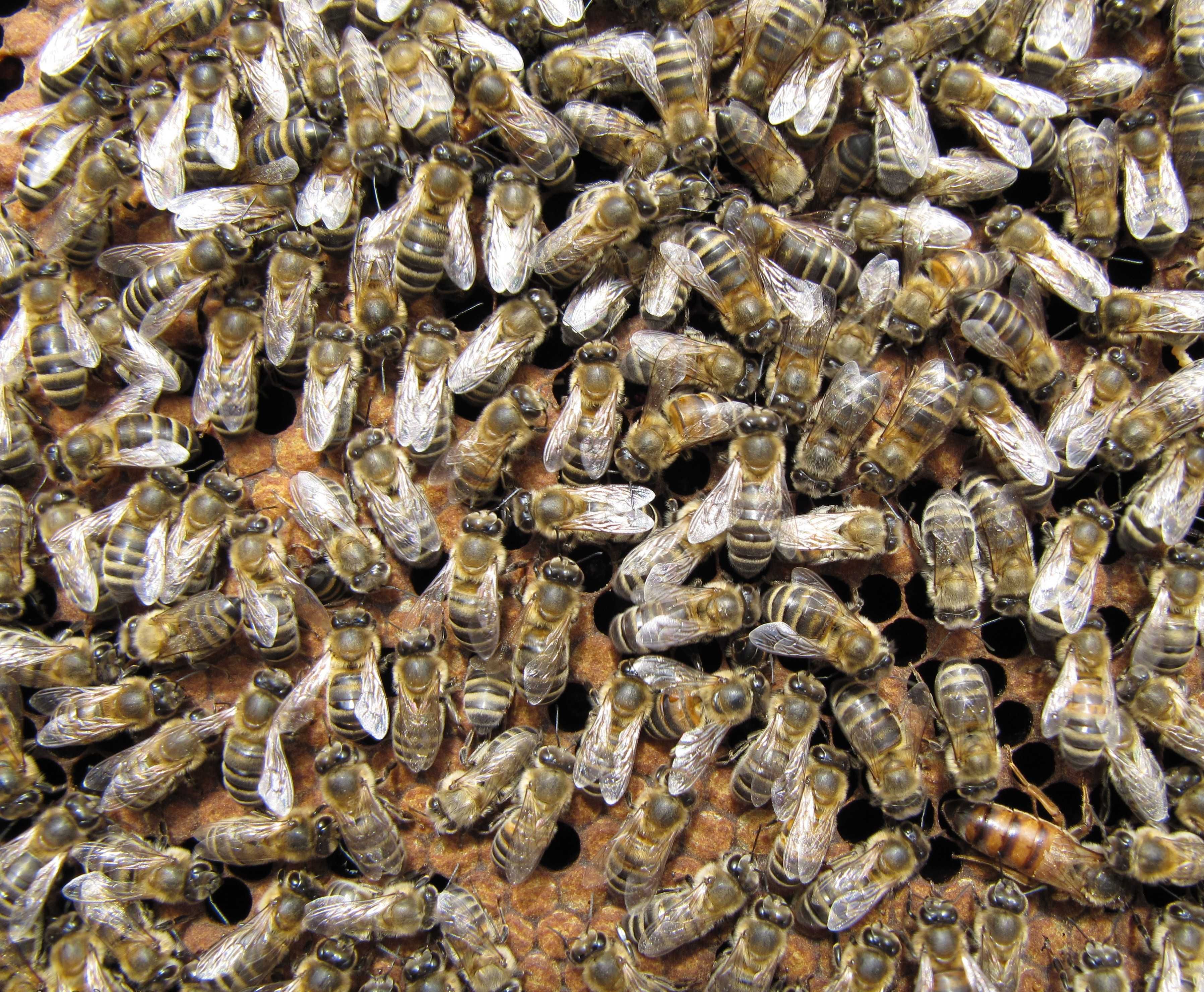 Пчёлы, отводки пчёл, пчелопакеты. С плодными пчеломатками 2023г