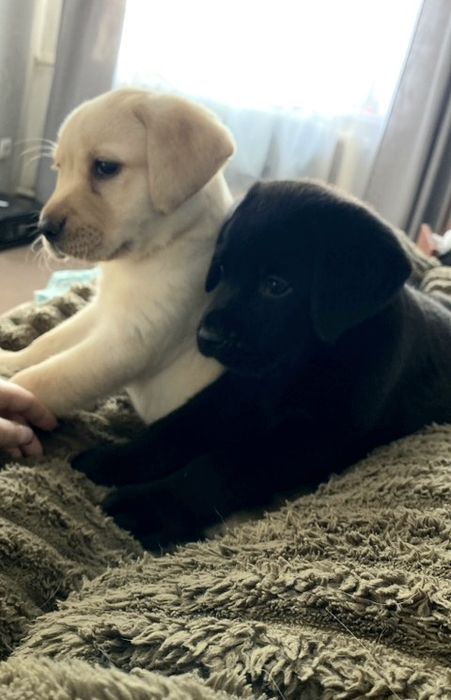 Продаются Лабрадора ретривер