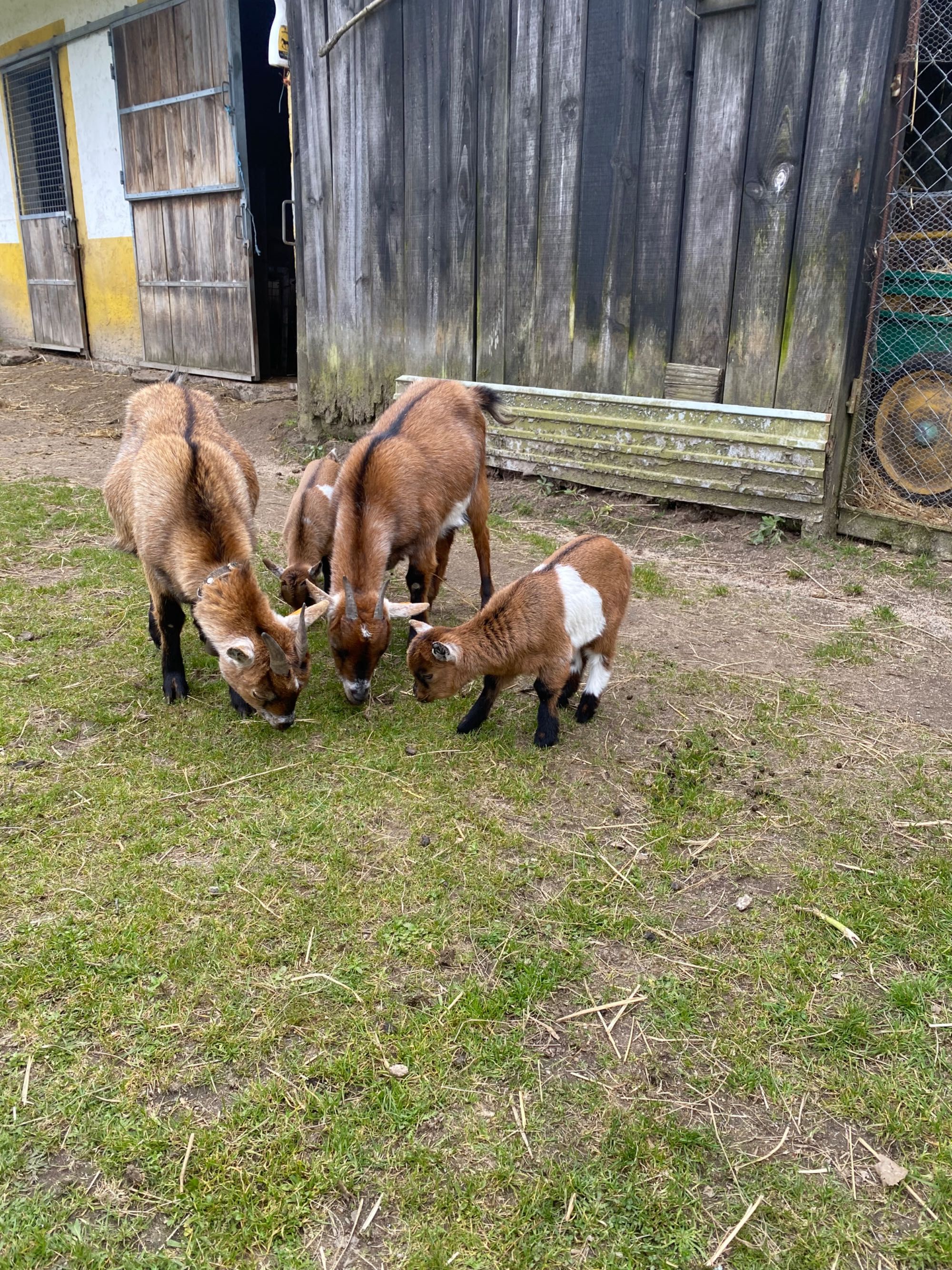 Cabras anãs. Machos e fêmeas