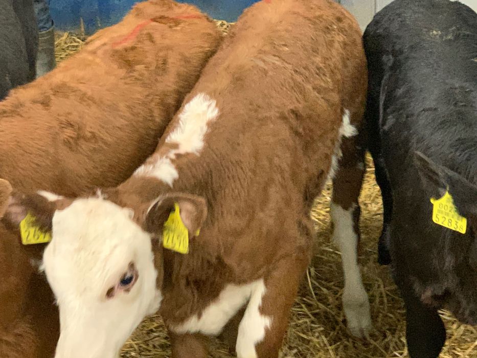 Sprzedam  cielaki  mięsne  oraz mieszańce Skierniewice