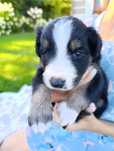 Piekny Piesek border collie