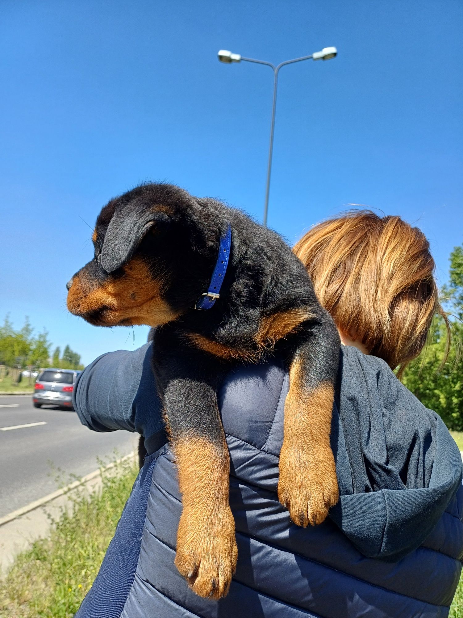 Rottweiler szczeniak ZKwP