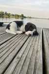 Cudowny szczeniak Beagle tricolor