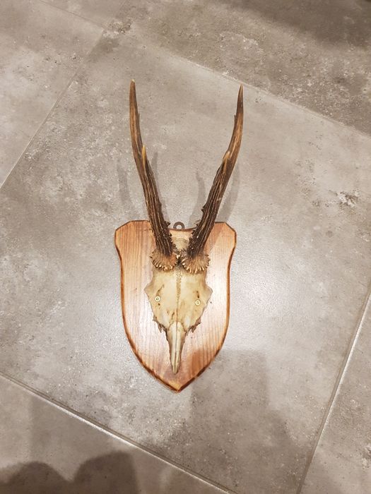 Poroże rogi  na drewnie