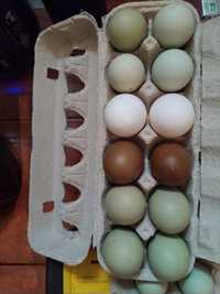 Ovos verdes/azuis ,Oliver eeg