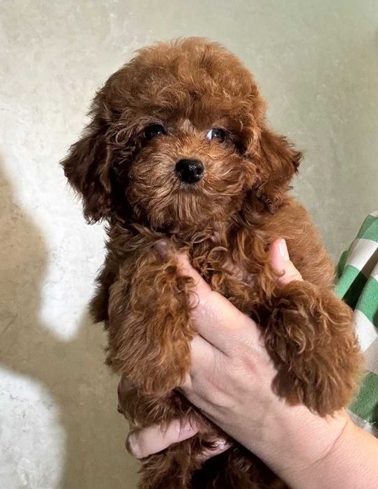 Девочка той пудель.