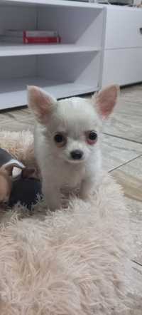 Sprzedam Prześliczna Maleńka Sunie Chihuahua Dlugowlosa