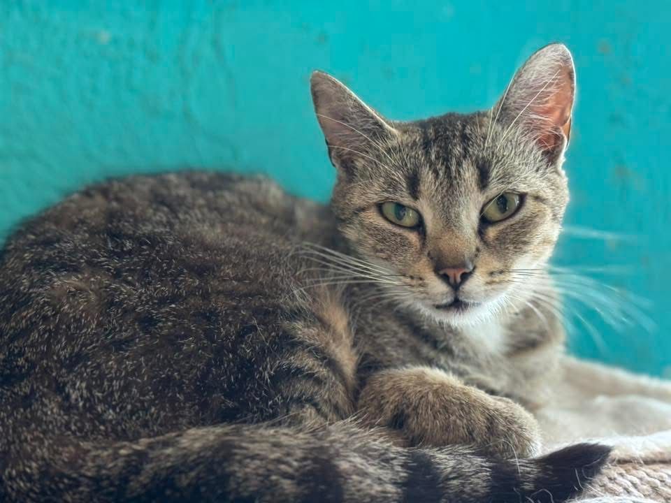 Gwiazdka do adopcji szuka domu
