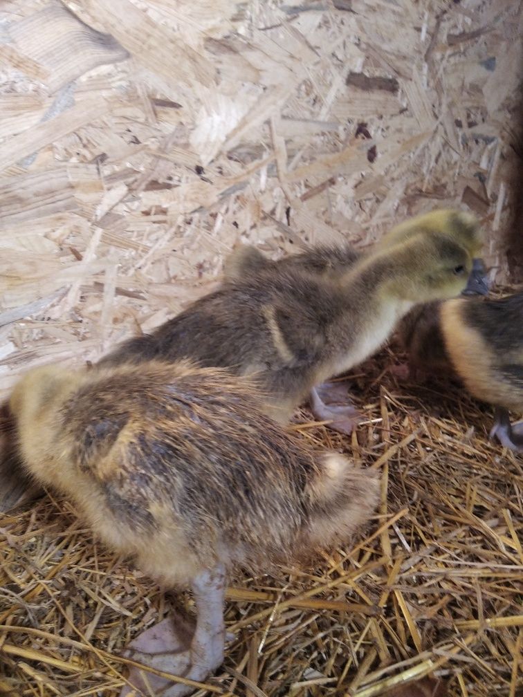 Gęsi od 2 do 6 tygodni:biala kołudzka,landes- gmina Pawłów,Brody