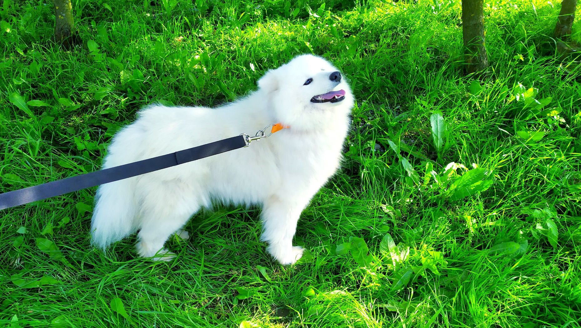 Samoyed samojed Rodowód pokolenie FCI