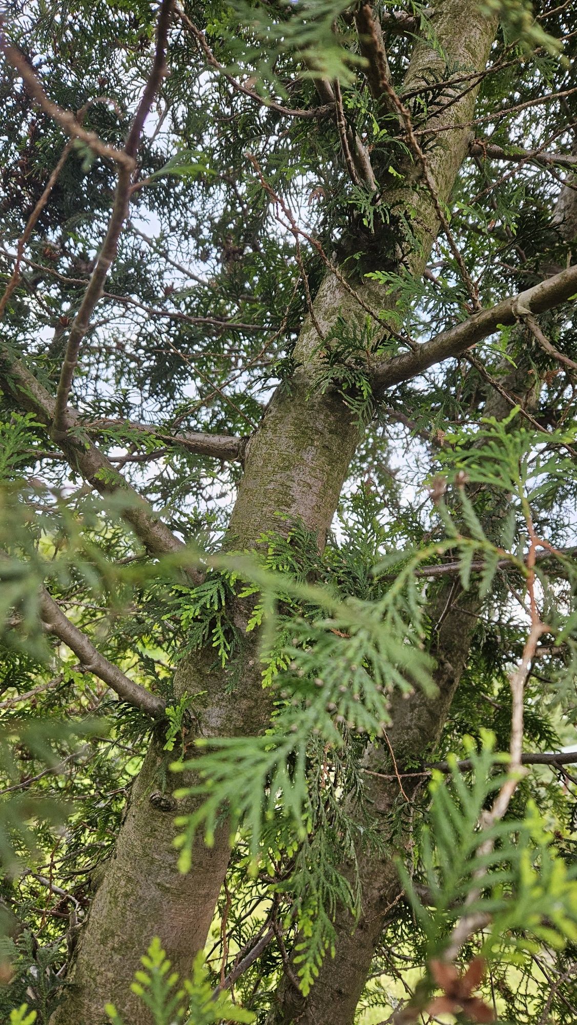 Tuja 5 metrów, thuja, żywotnik