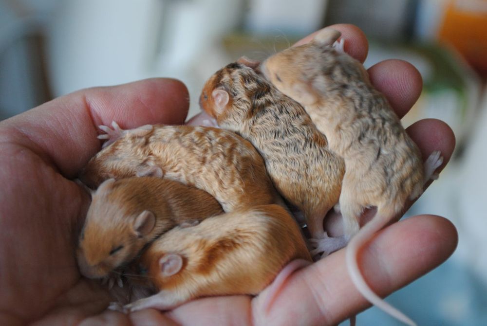 Сатиновые мышки, длинношерстные кучерявые мыши