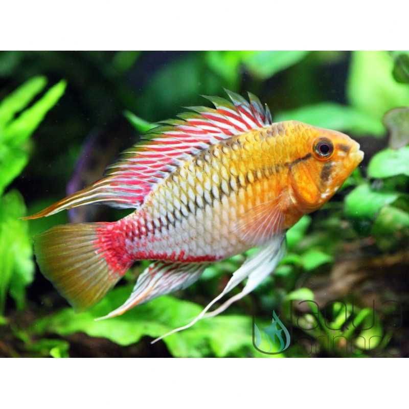 Apistogrammas Ciclídeos anões