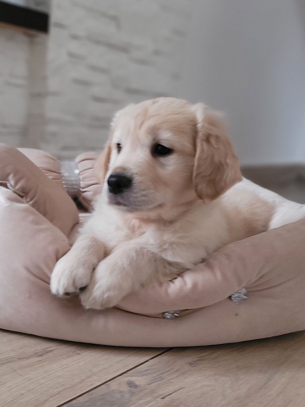 Golden Retriever Piękny Zapraszam