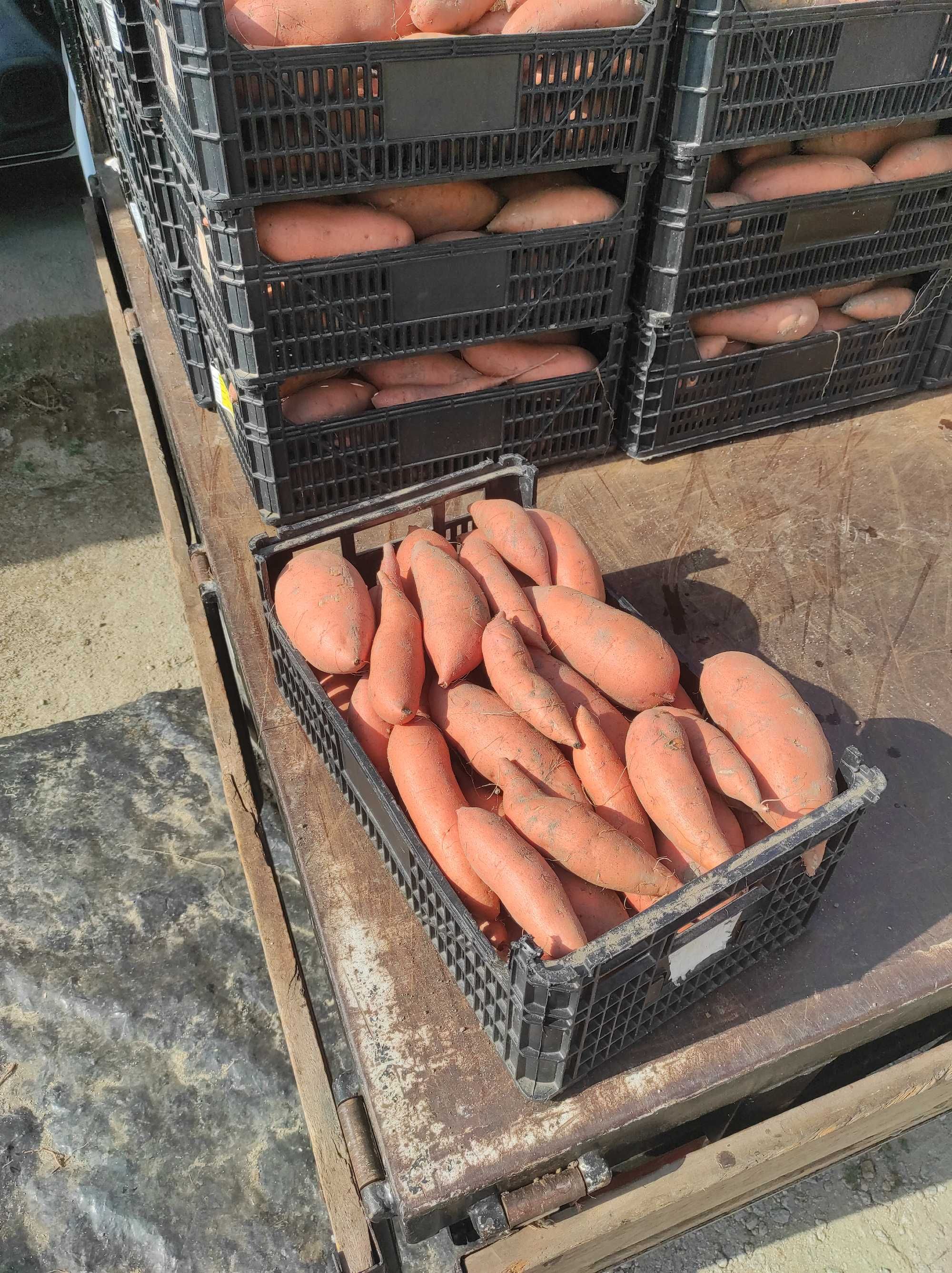 BATATA DOCE Varias Polpas