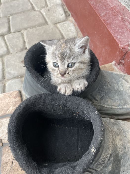 Відаються у добрі руки котики