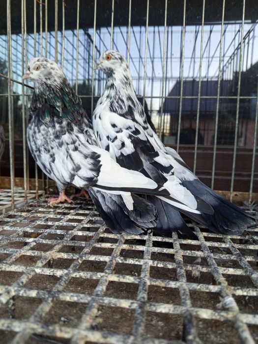 Gołębie orliki stujkowe